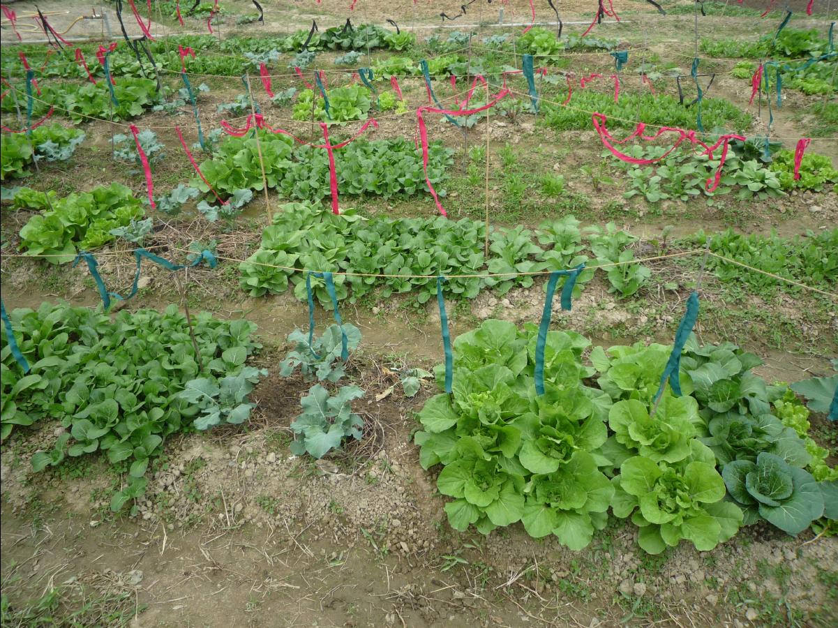 20101127 THE Organic Farm49